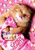 Sweetheart Cat Valentine's Day Greeting Card