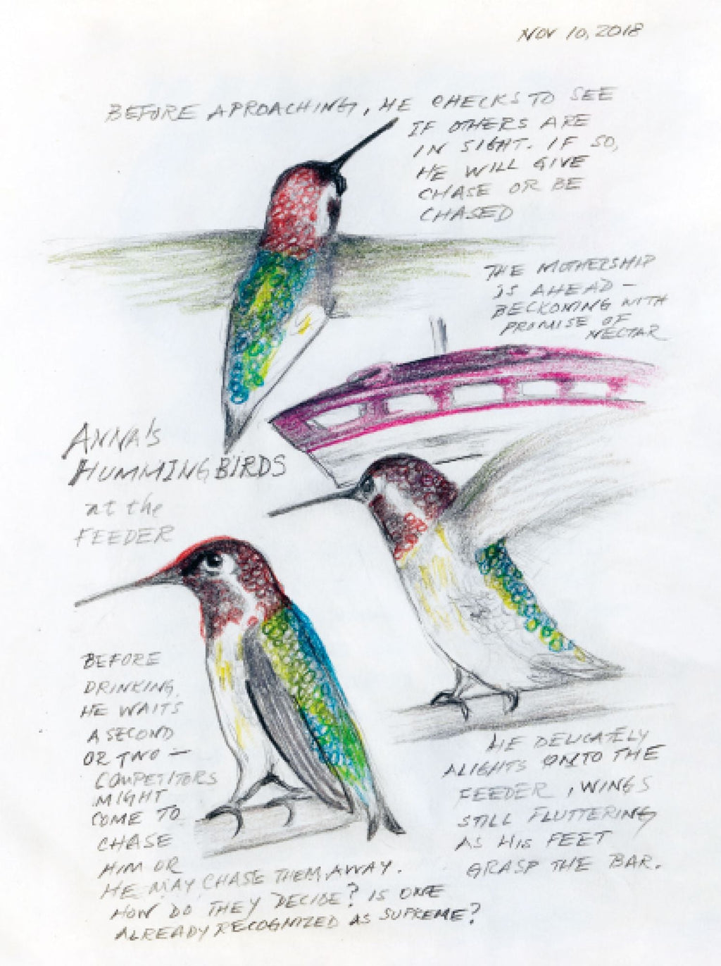 The Backyard Bird Chronicles (2024 B&N Gift Book of the Year)