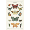 Butterflies Tea Towel