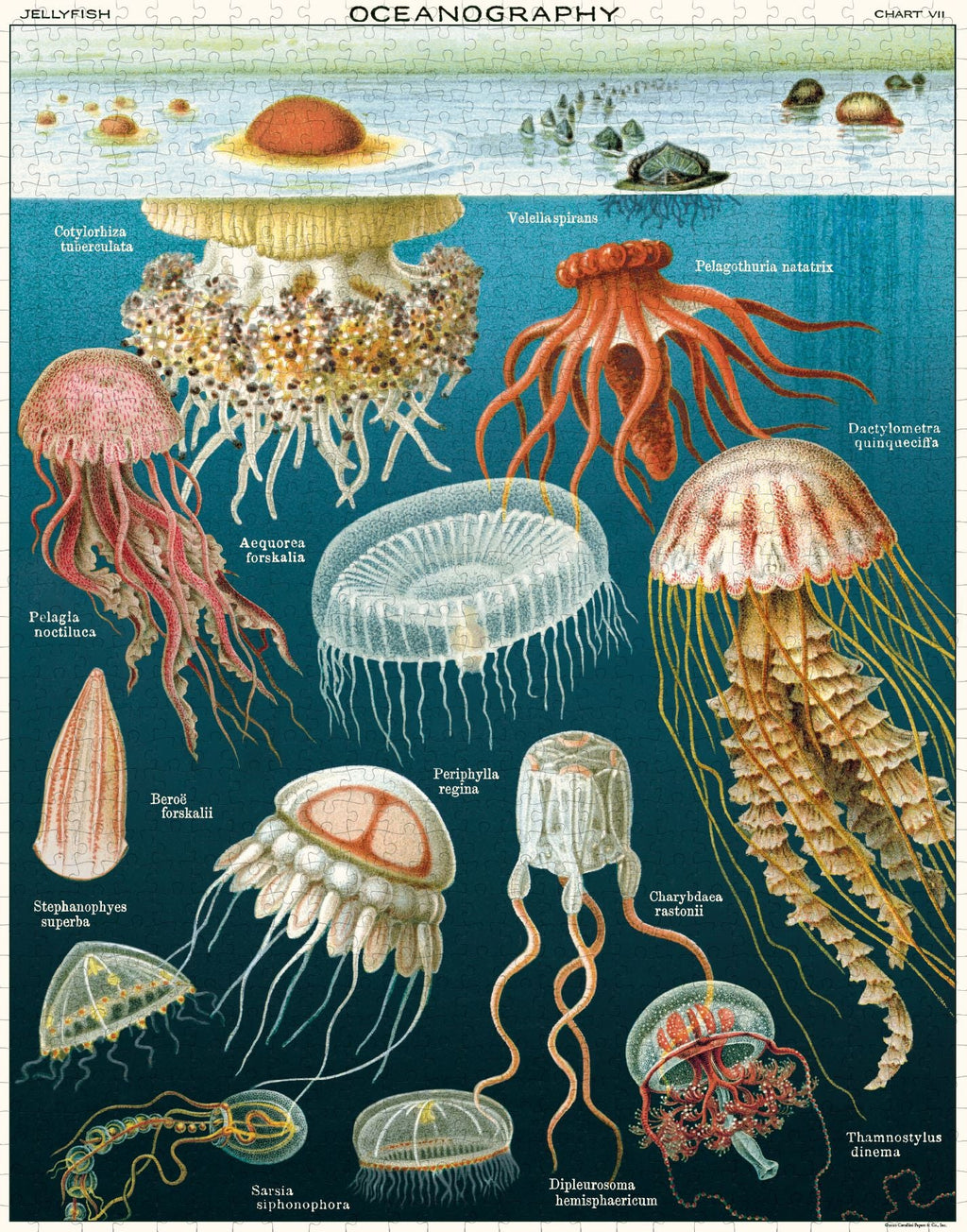 Cavallini & Co - Jellyfish 1000 Piece Jigsaw Puzzle
