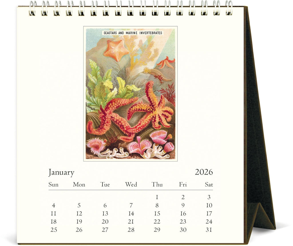 2026 Cavallini Sea Life Desk Calendar
