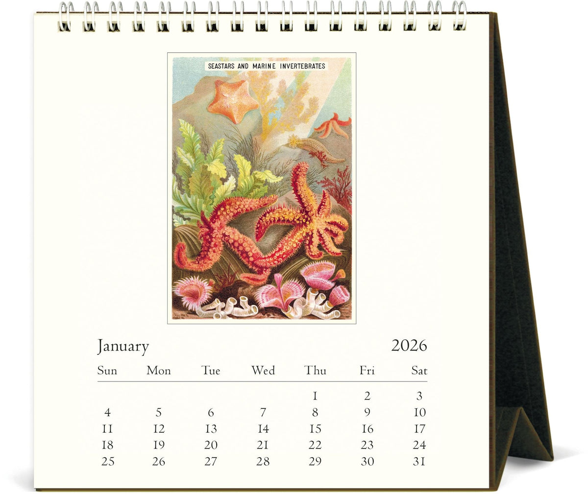2026 Cavallini Sea Life Desk Calendar