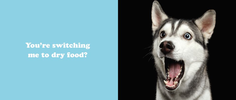 The Secret Thoughts of Dogs