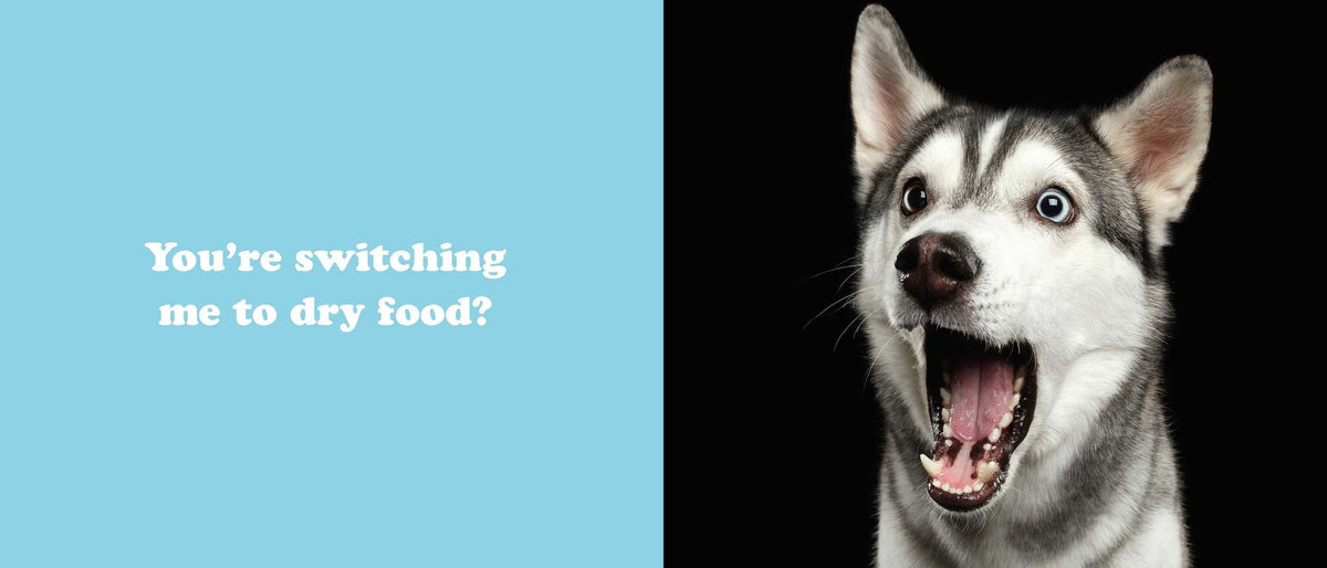 The Secret Thoughts of Dogs
