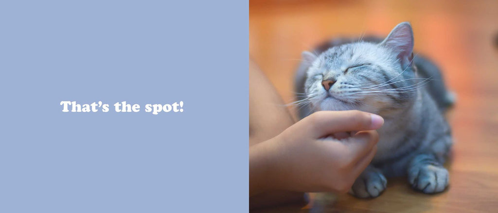 The Secret Thoughts of Cats