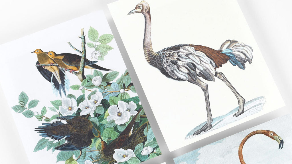 Birds A5 Notepad